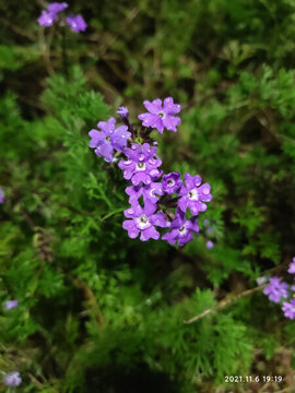 藍(lán)雪花