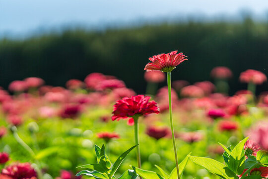 田野上盛開(kāi)著紅色的菊花