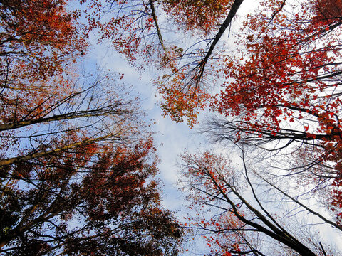 秋天紅葉