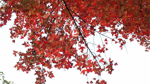 紅色楓葉