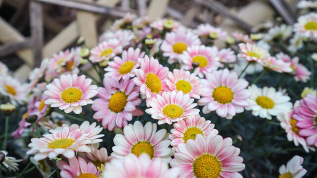 小雛菊