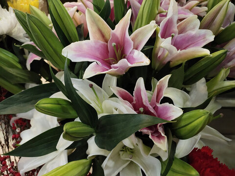 百合花