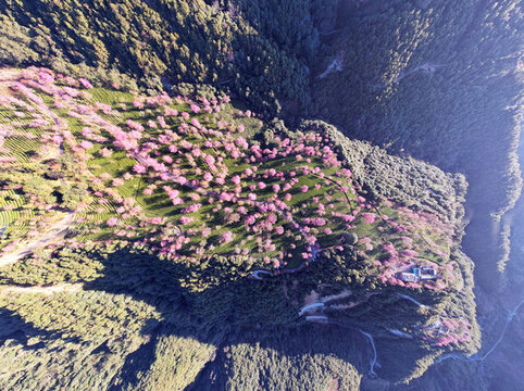 櫻花谷