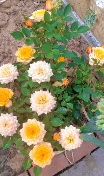 月季花