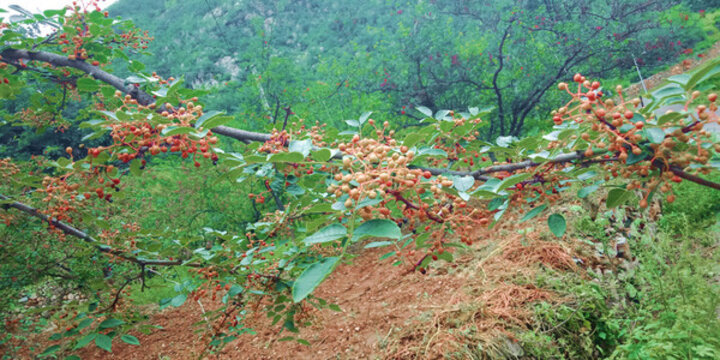 花椒樹