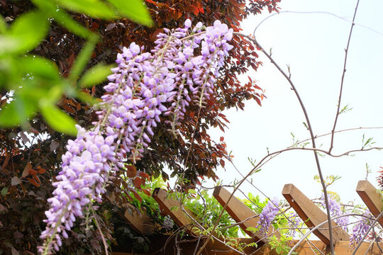 紫藤花