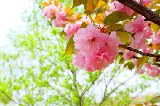 櫻花林
