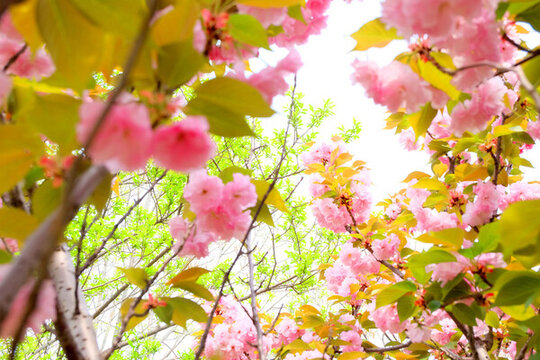 櫻花林