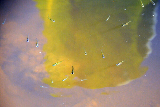 蓮花塘里小魚苗