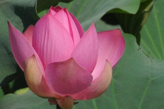 蓮開花意濃