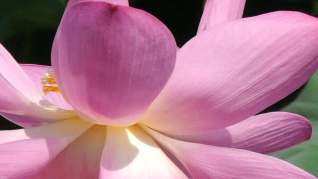 蓮花花瓣特寫