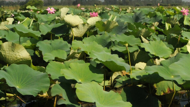 風(fēng)卷荷葉花滿(mǎn)塘