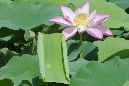 夏荷