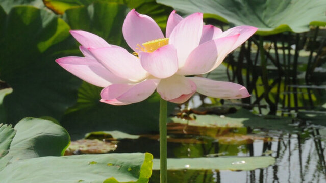 出水芙蓉