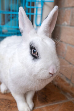 動物園的小白兔