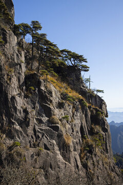 黃山松