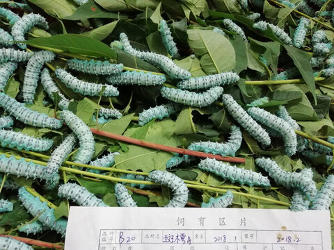 蓖麻蠶