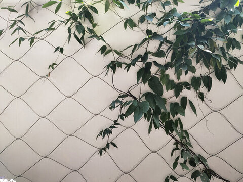 油麻藤綠葉特寫