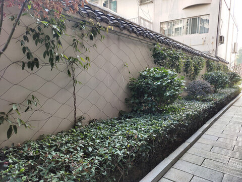 小青瓦圍墻與綠植
