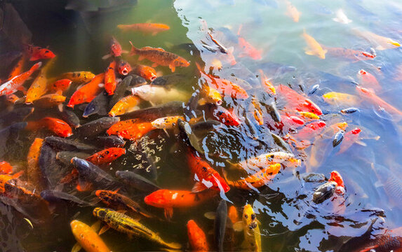 錦鯉池一群錦鯉