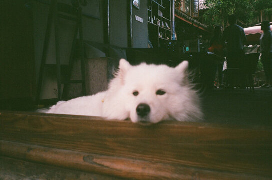 動物小狗