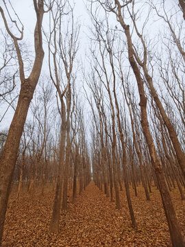 冬季樹林