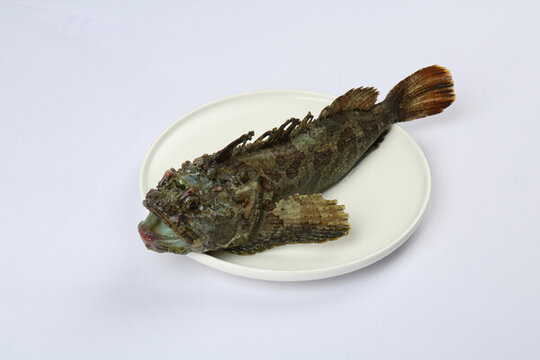 先生魚