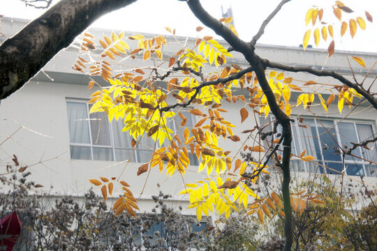 欒樹(shù)