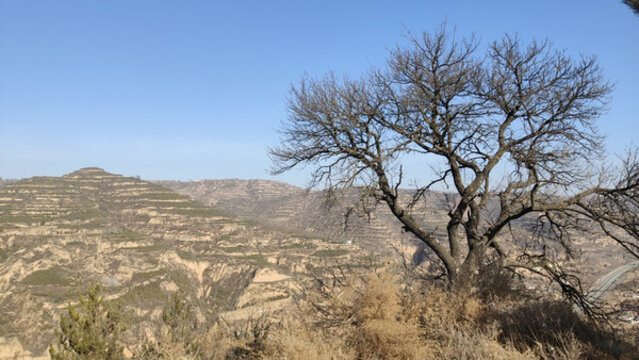 甘肅慶陽(yáng)冬天黃土地山溝老樹(shù)