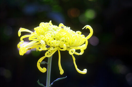 菊花