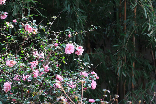 南京山茶花