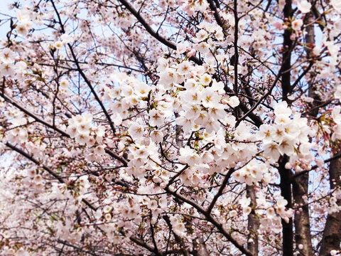 櫻花