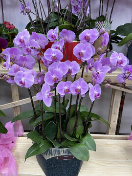 蝴蝶蘭年宵花