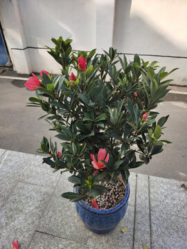茶花盆景