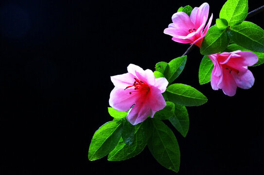 杜鵑花