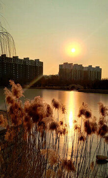 蘆葦夕陽(yáng)