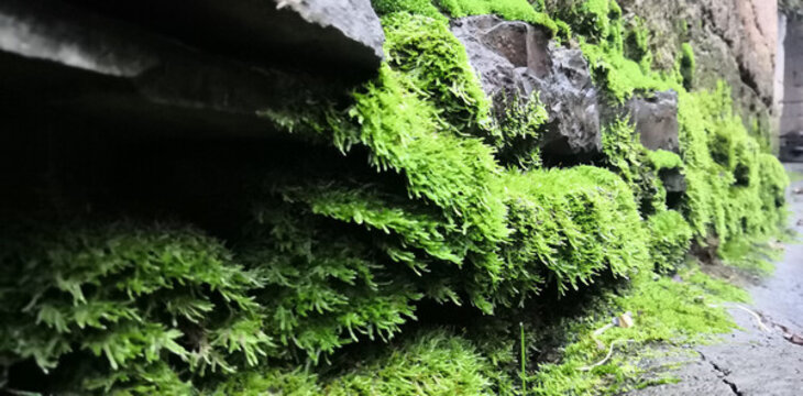 湘西鳳凰苗寨