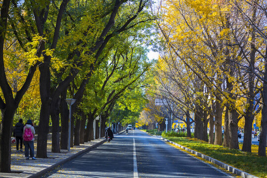 馬路