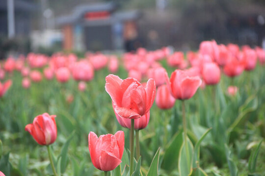 湖南省植物園鮮花景色