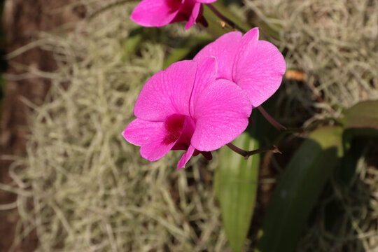 粉色蝴蝶蘭花
