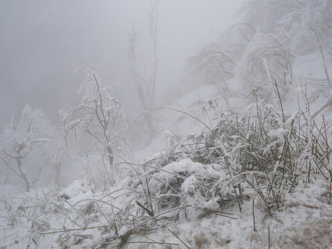 大霧中的雪景