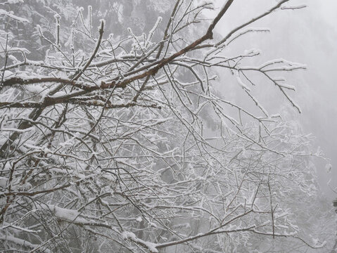 樹枝積雪