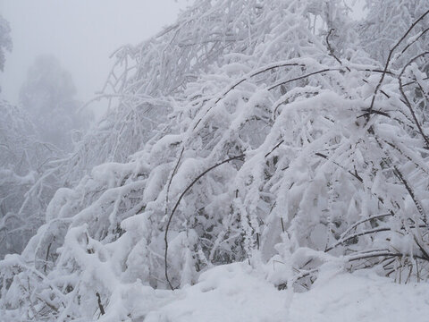 樹枝積雪