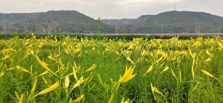 西北陜北大山里野生黃花菜地