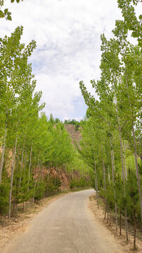 西部陜北西北大山山里林蔭小道