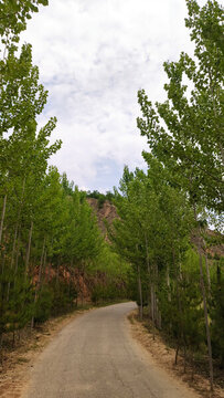 西部陜北西北大山山里林蔭小道