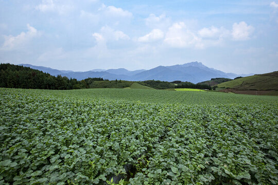 高山蔬菜