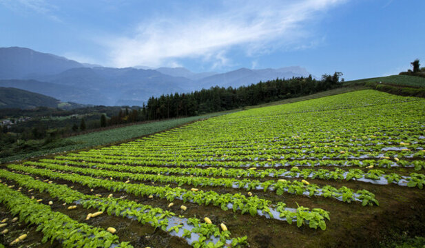 高山蔬菜