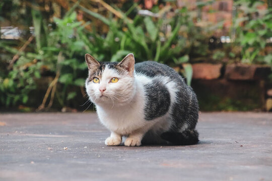 肥肥的猫猫