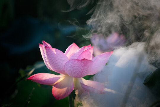 荷花